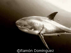 Great white shark at Guadalupe island by Ramón Domínguez 